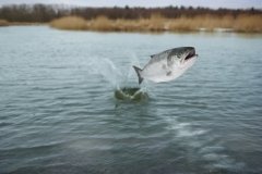Весь год ловись, рыбка, большая и маленькая (Фото: Krasowit, Shutterstock)