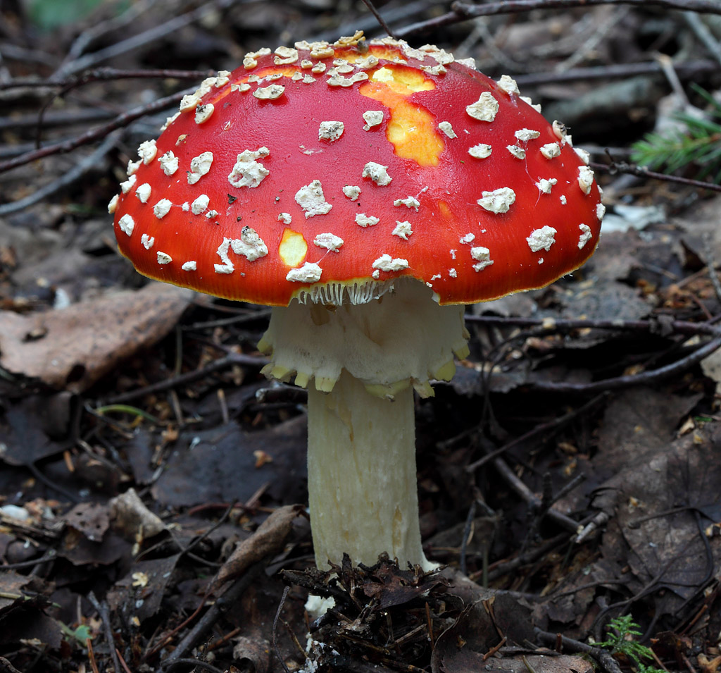 Ядовитые грибы картинки. Аманита Мускария. Мухомор красный (Amanita muscaria). Мухомор мускарин. Базидиомикота мухомор – Amanita.