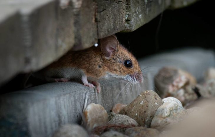 Мышь. © Martin Pelanek/Shutterstock/FOTODOM
